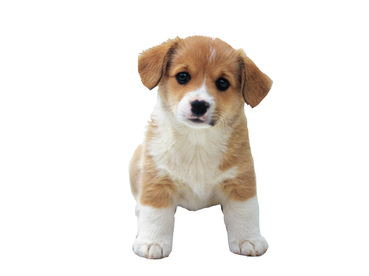 a small brown and white puppy standing on its hinds
