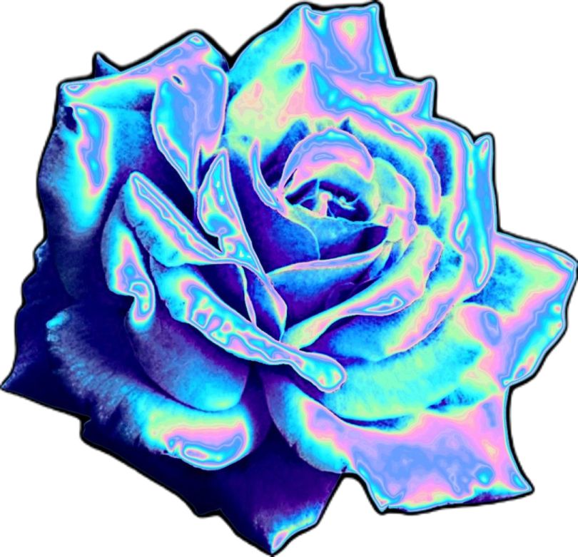 a blue rose on a white background