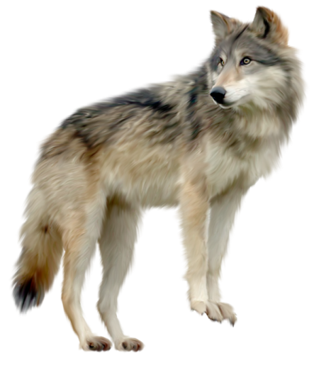 a wolf standing in front of a white background