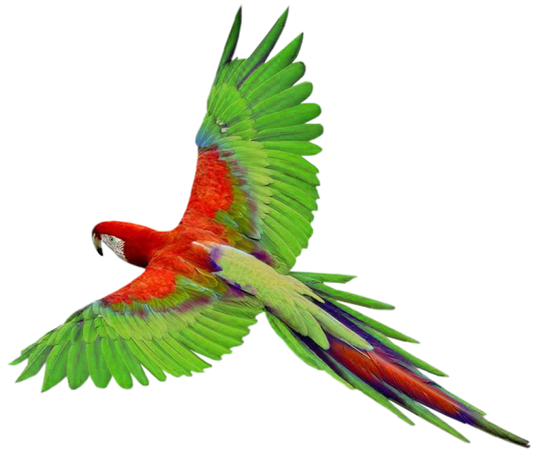 a red and green parrot flying in the air