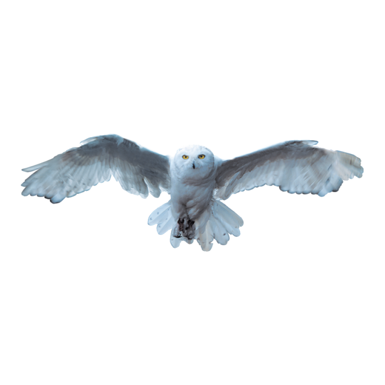 a white bird is flying in the air