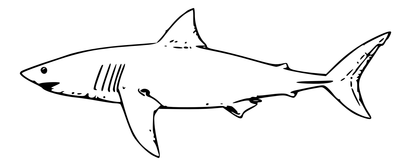 a black and white drawing of a shark