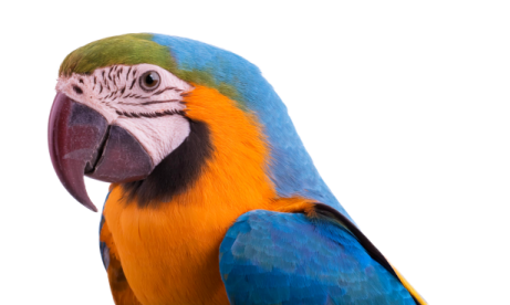 a close up of a blue and yellow parrot