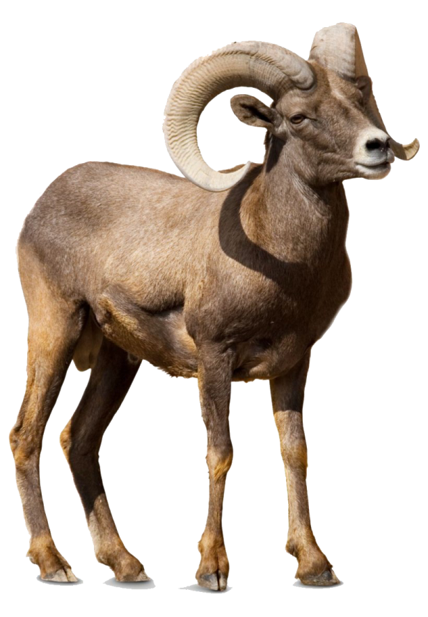 a bighorn ram standing in front of a white background