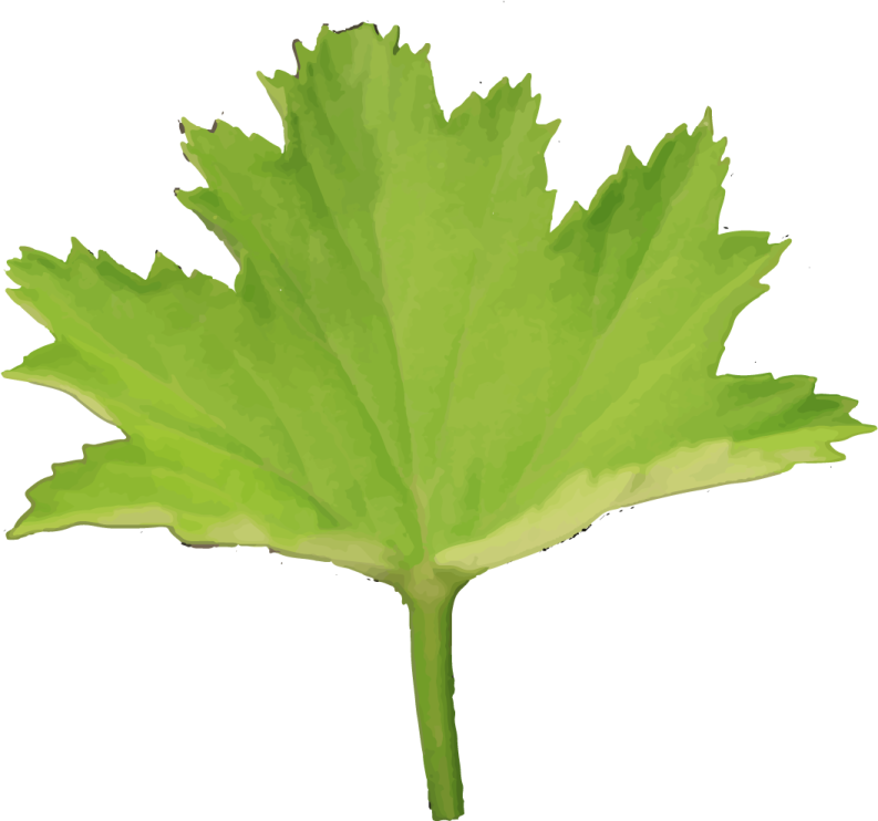 a green leaf on a white background