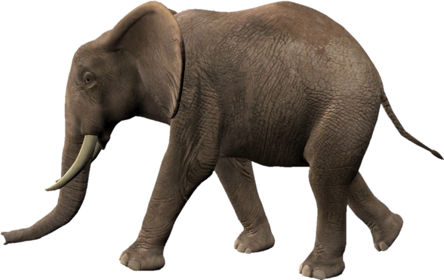 an elephant walking on a white background