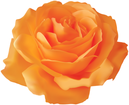 a single orange rose