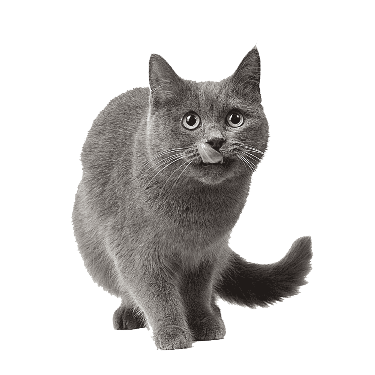 a black and white photo of a cat