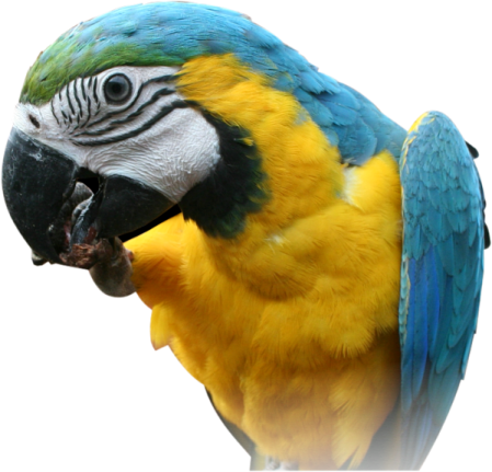 a blue and yellow parrot with its mouth open