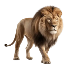 a lion standing on a white background