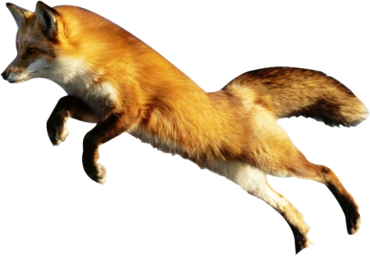 a red fox jumping in the air