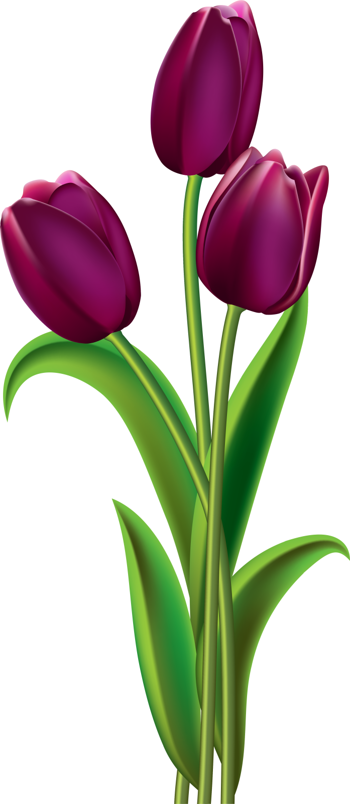 three purple tulips clipart