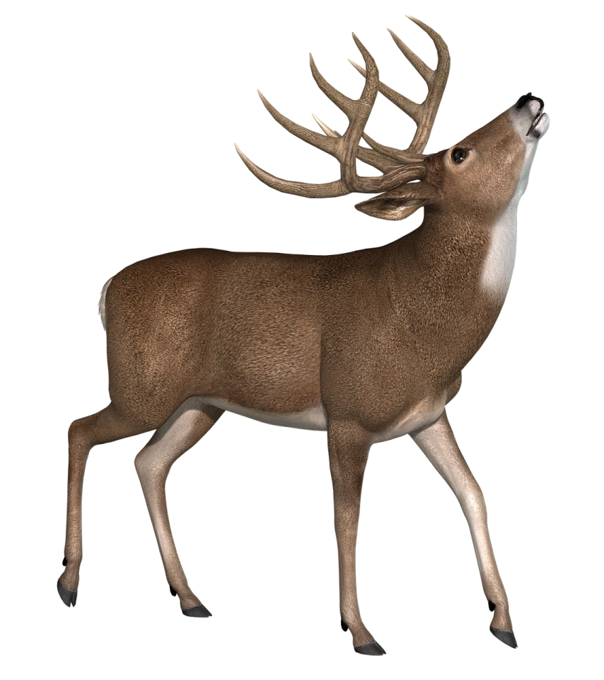 a deer standing on a white background