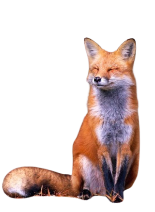 a red fox sitting on the ground