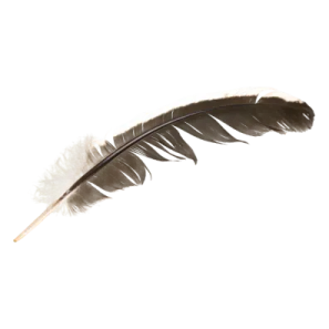 a black and white feather on a white background