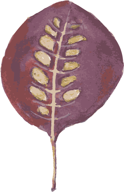 an illustration of a leaf