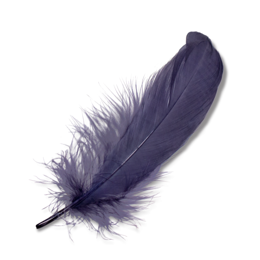 a purple feather on a white background