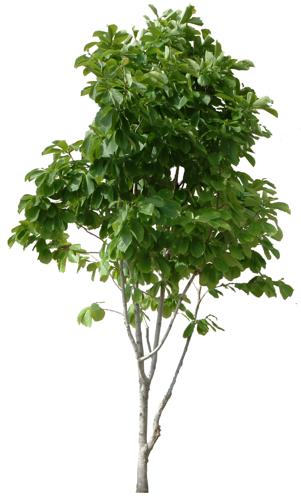 a small tree with green leaves on it