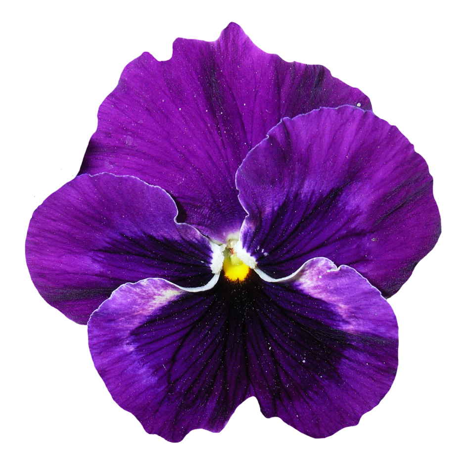 a purple flower on a white background