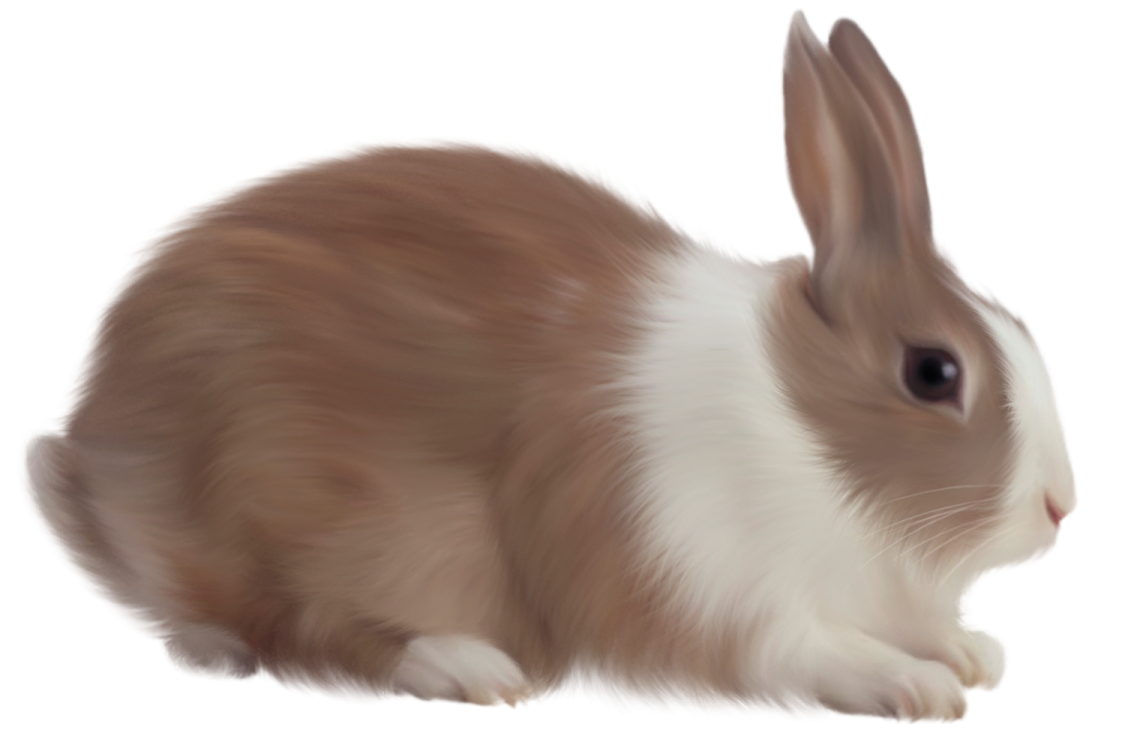 a brown and white rabbit on a white background