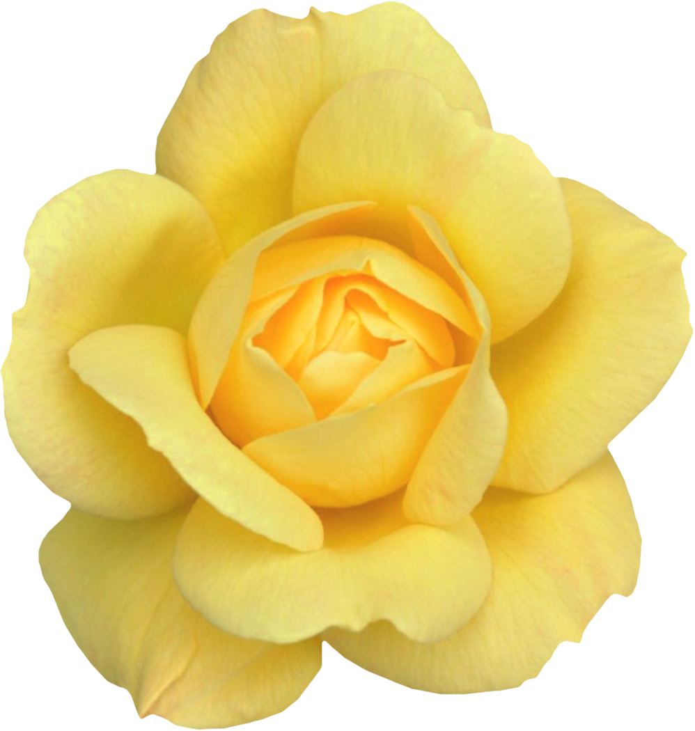 a yellow rose on a white background