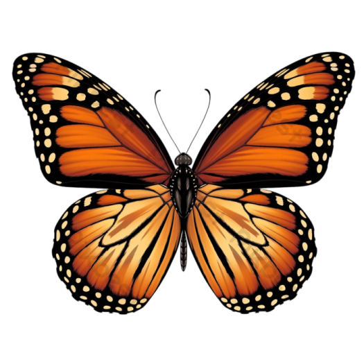 a monarch butterfly on a white background