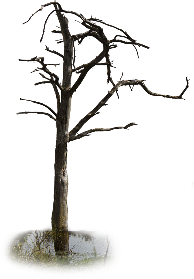a dead tree with no leaves on it