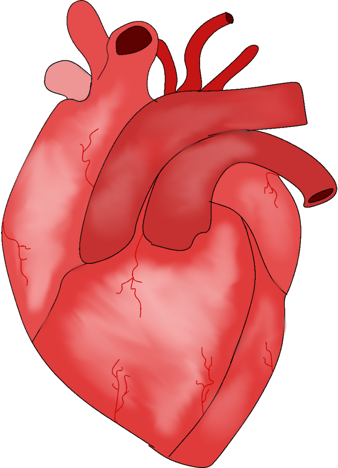 a red heart on a white background