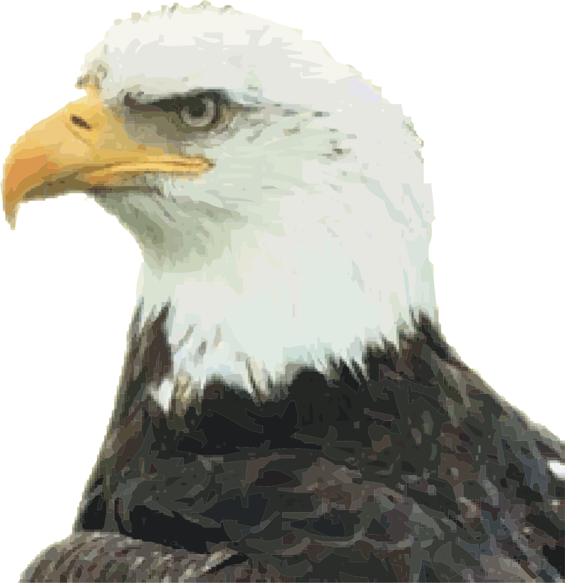 the head of a bald eagle