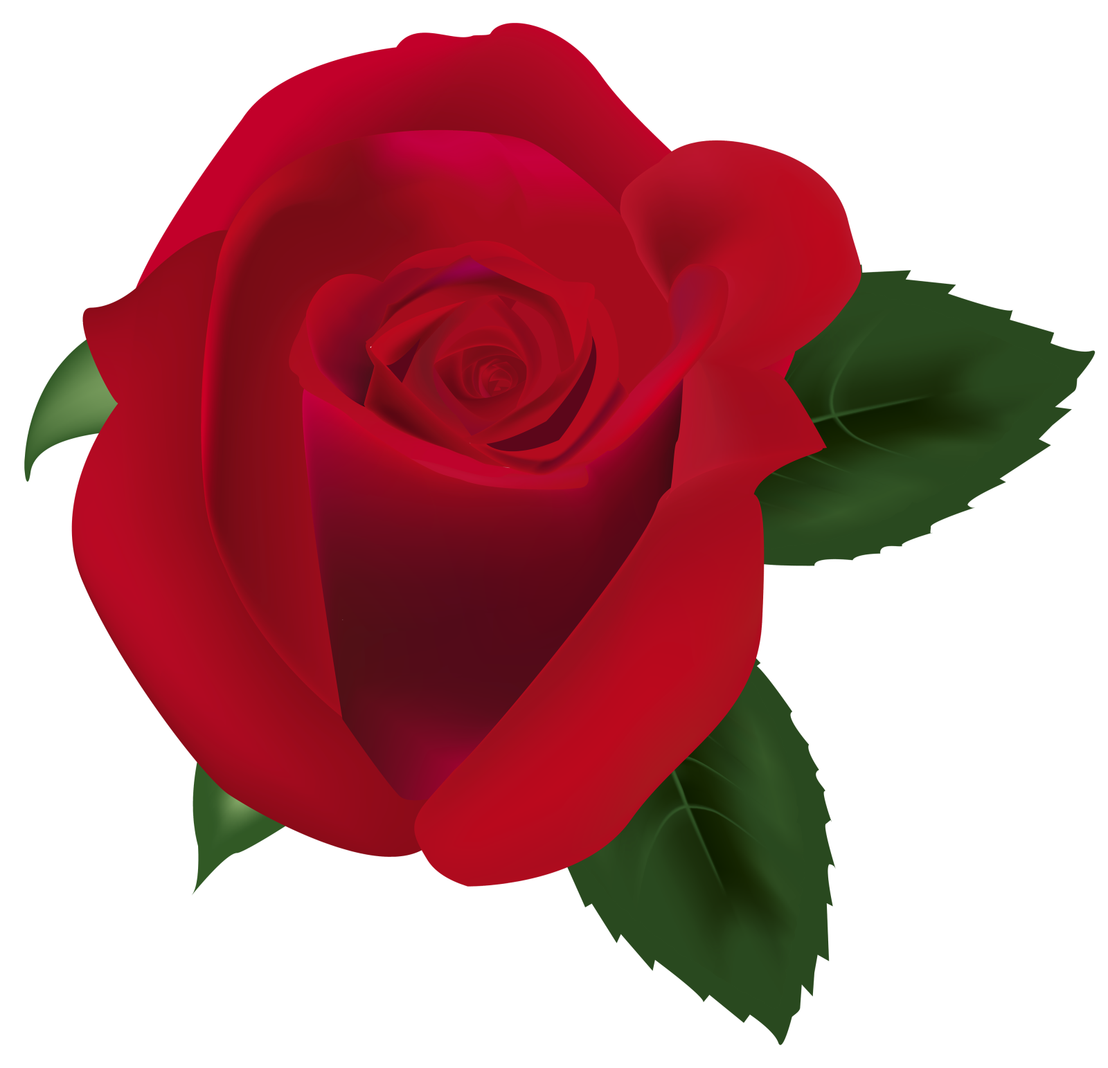a red rose with green leaves