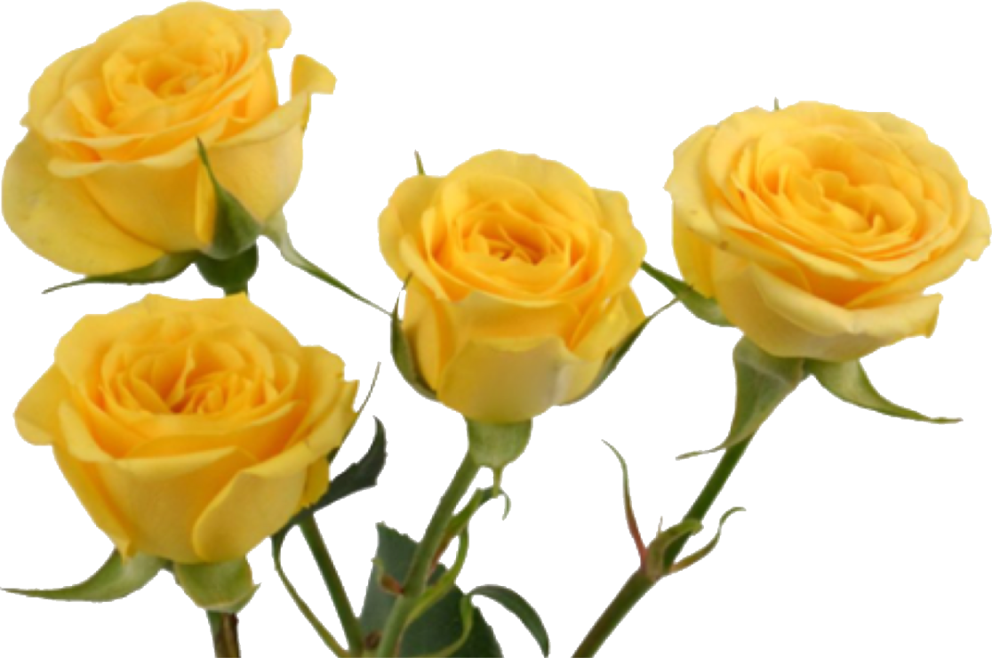 three yellow roses on a white background