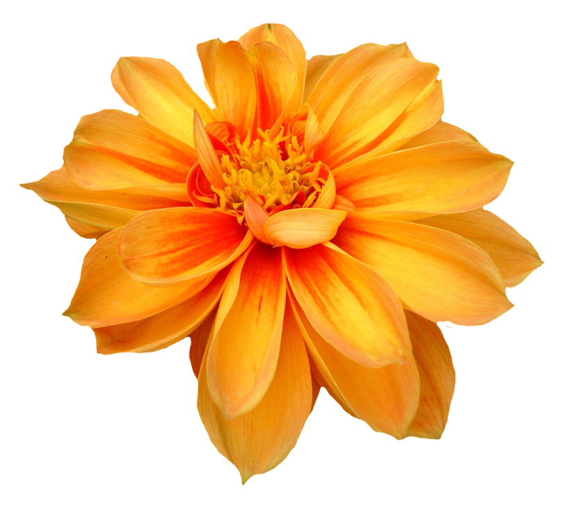 a close up of a flower on a white background