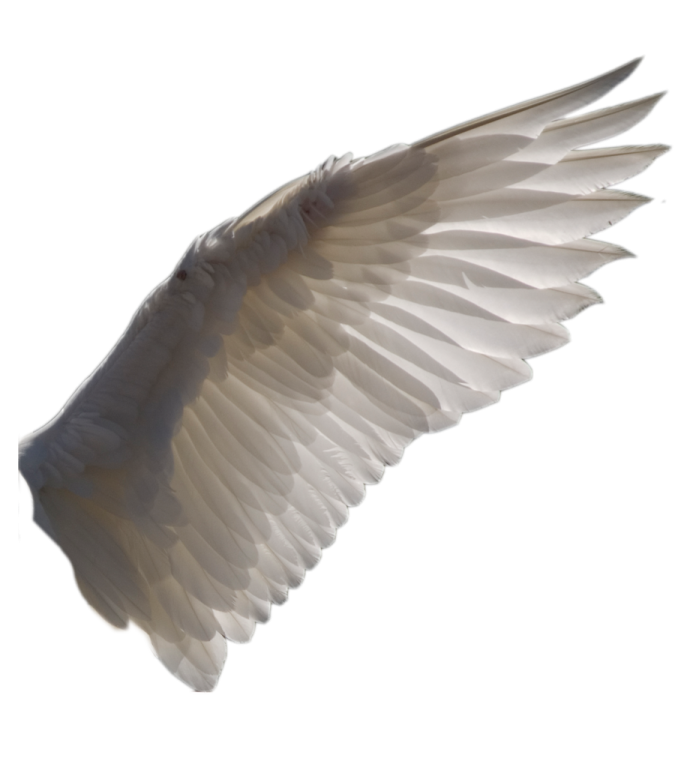 a white bird with its wings spread out