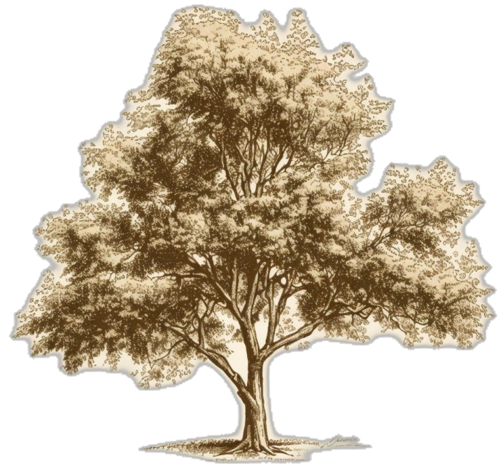 a drawing of a tree