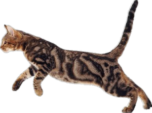 a cat is running across the white surface
