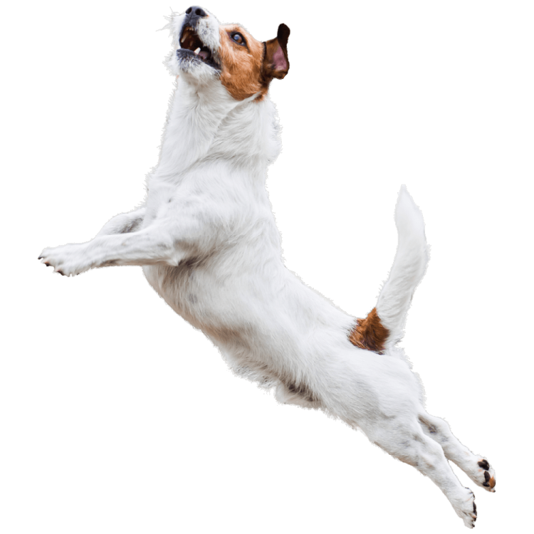 a white and brown dog jumping in the air