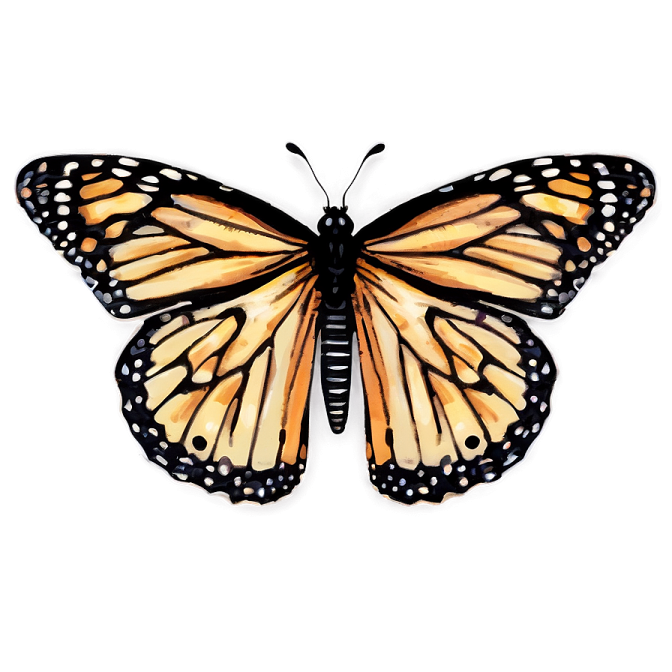 a monarch butterfly on a white background