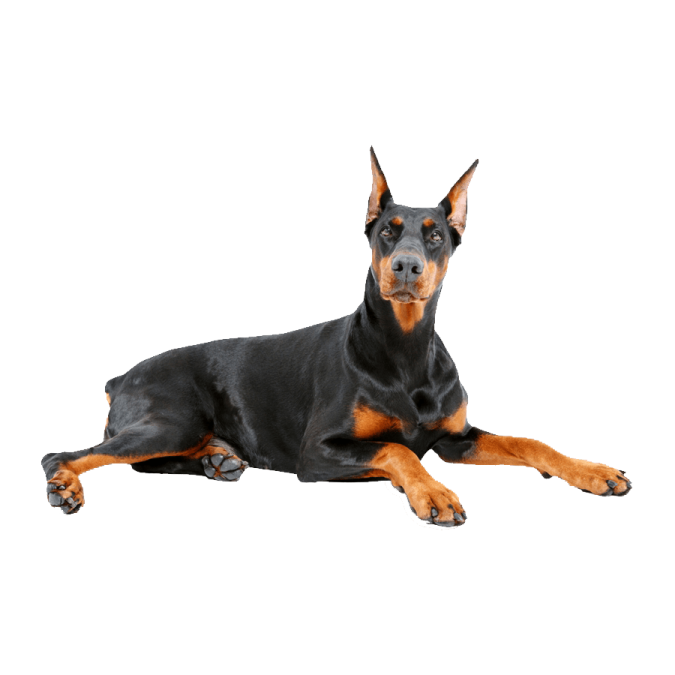 a black and brown dog laying down on a white background