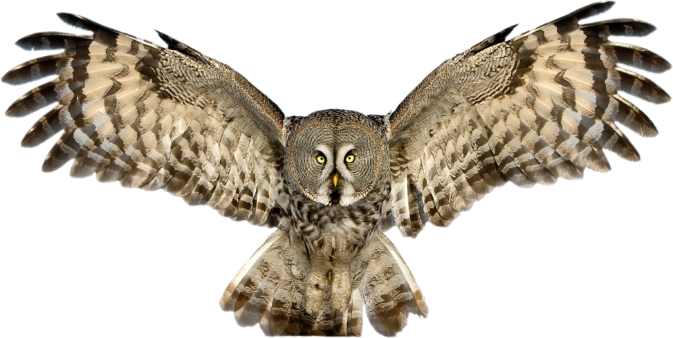 an owl spreads its wings in the air