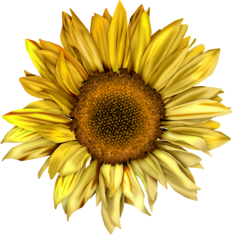 a close up of a yellow flower