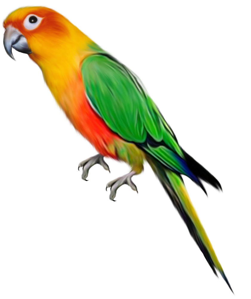 a colorful bird on a white background