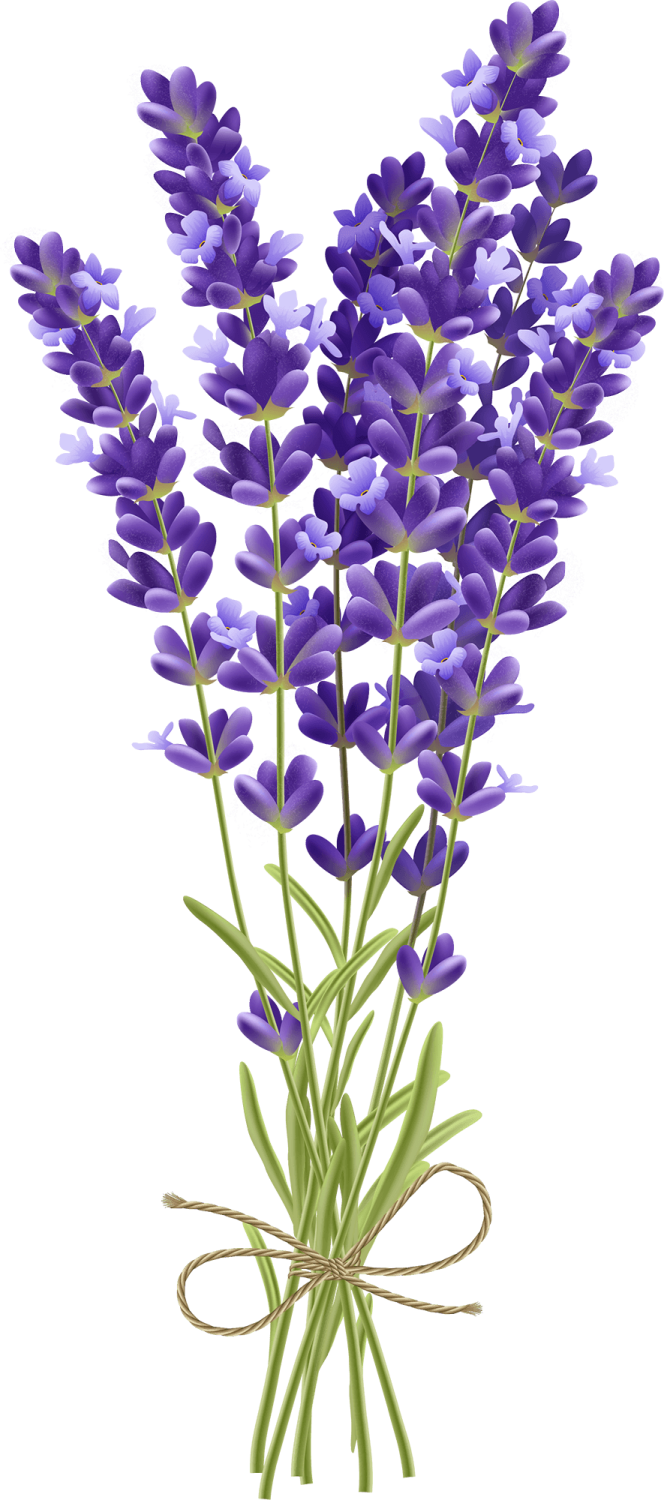 a bunch of purple flowers on a white background