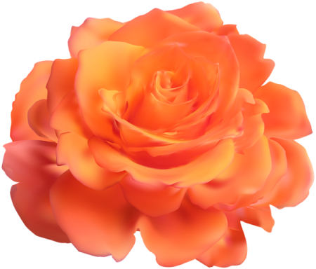 an orange rose on a white background