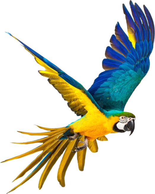 a blue and yellow parrot flying in the air