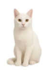 a white cat sitting on the ground