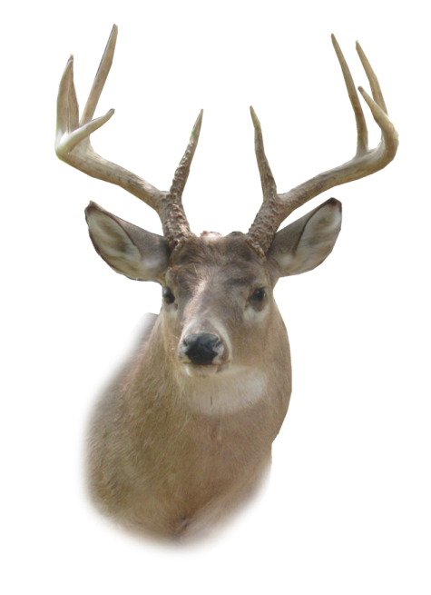 a close up of a deer's head