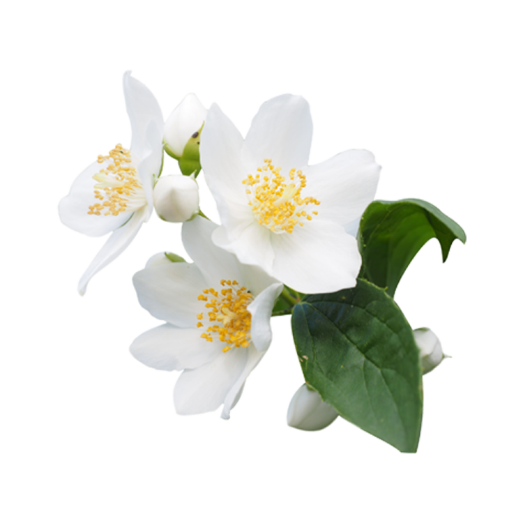 two white flowers on a white background