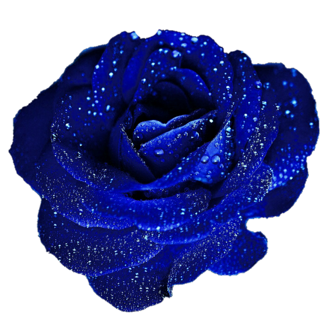 a blue rose on a white background