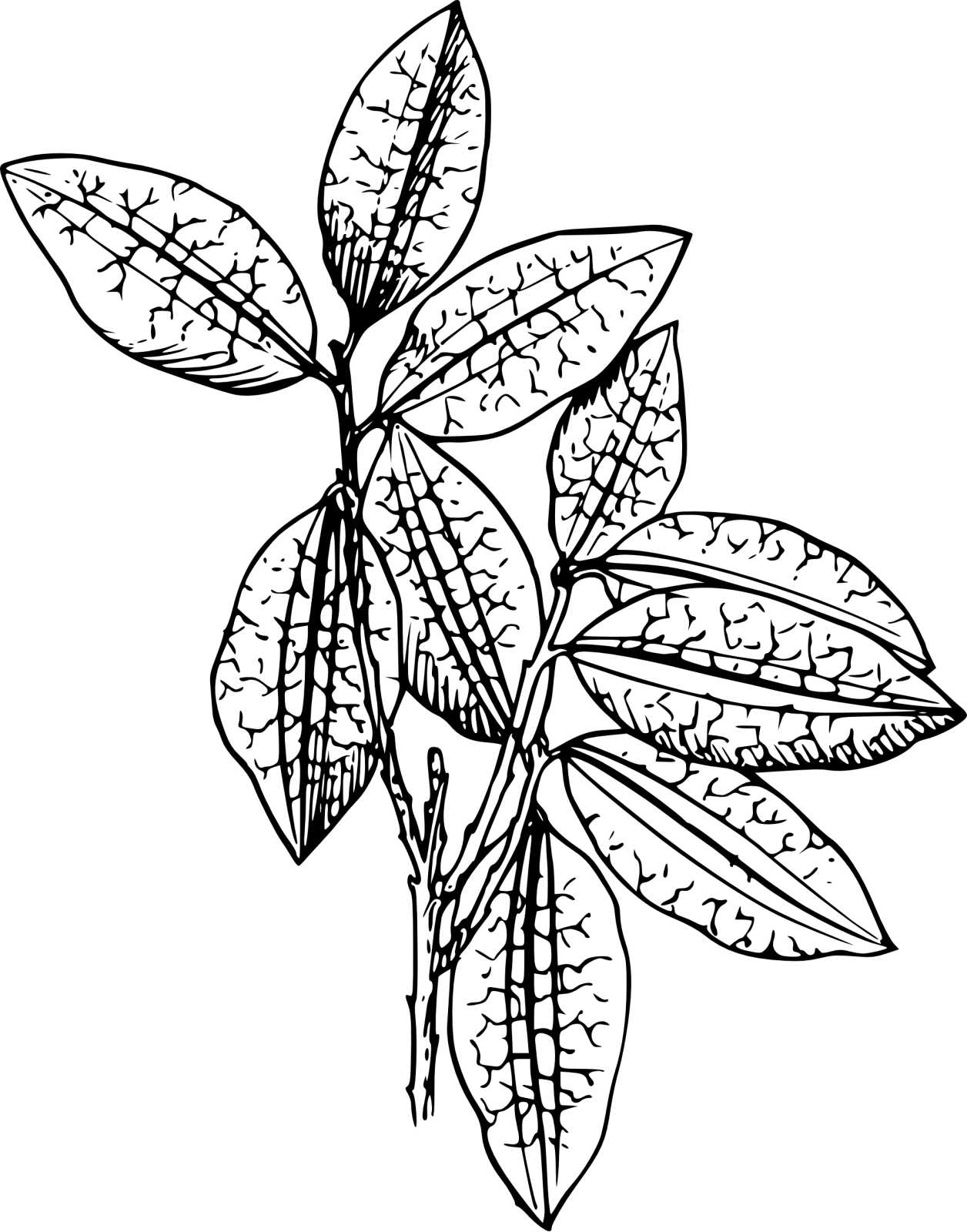 a black and white drawing of a plant