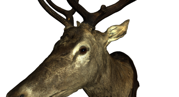 a close up of a deer's head